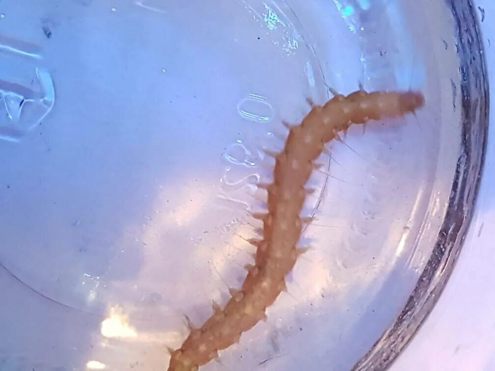 Червяки в воде. Прозрачные маленькие белые червячки с черной головкой. Червячки в воде из крана. Червяки в воде. Пресноводный червь нематода 1 мм.