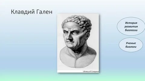 Гален вклад