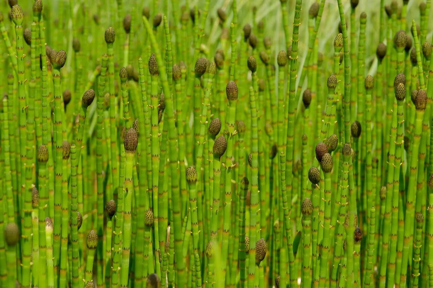 Хвощ водное растение. Хвощ Приречный болотный. Хвощ Приречный (Equisetum fluviatile). Хвощ Приречный (Equisetum fluviatile l.) куст. Хвощ полевой (Equisetum arvense).