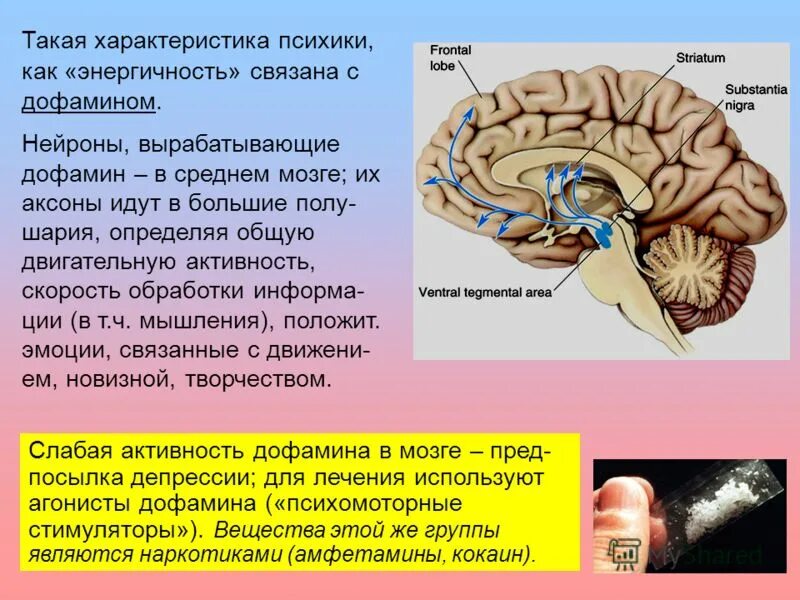 Гормоны вырабатываемые мозгом. Дофамин в головном мозге. Мозг вырабатывает дофамин. Дофамин среднего мозга. Часть мозга вырабатывающая дофамин.