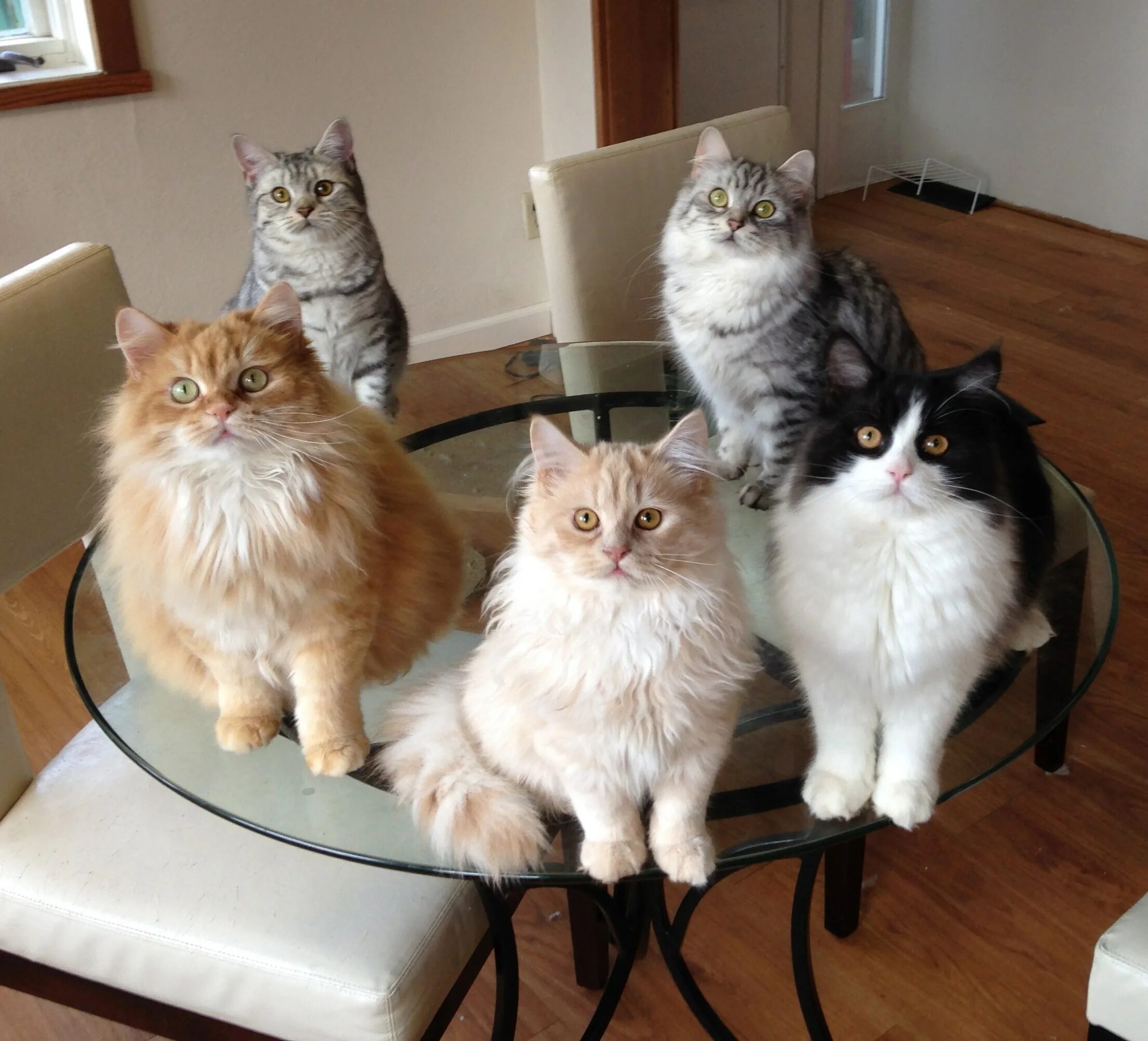 Какого кота лучше