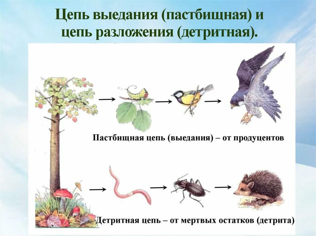 Составьте пастбищную и детритную пищевые цепи. Пастбищная цепь и цепь выедания. Детритная цепь питания из 5 звеньев. Цепь выедания и цепь разложения. Детритная цепочка питания.