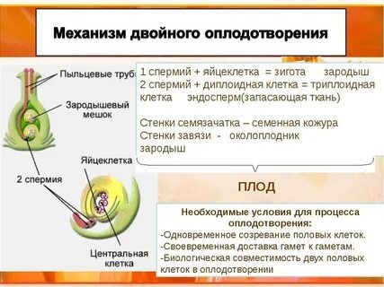 Пыльцевое зерно спермии яйцеклетка