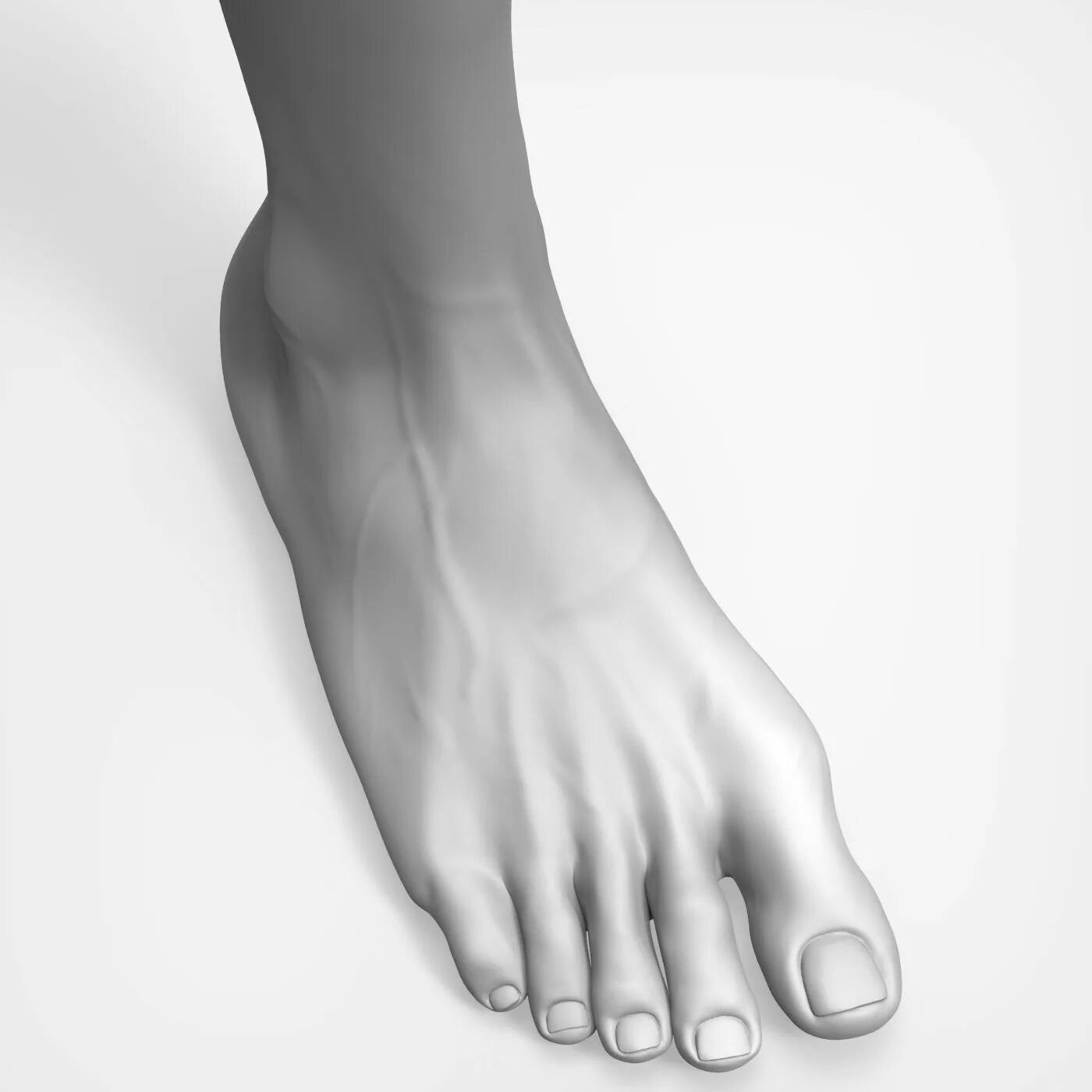 Нога 3д модель. Foot модели. Женская нога 3д модель. 3д foot. Leg 3d