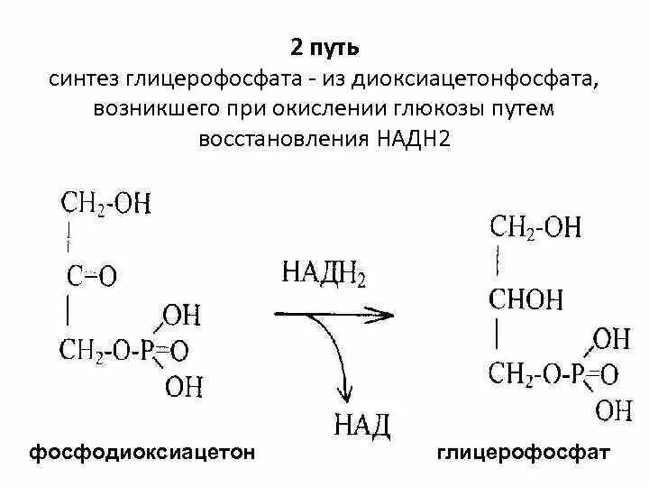 Образуются две молекулы глицерофосфата. Альфа глицерофосфат в диоксиацетонфосфат. диоксиацетонфосфат из глюкозы. синтез глицерофосфата в печени и жировой ткани. диоксиацетонфосфат из глицерина.