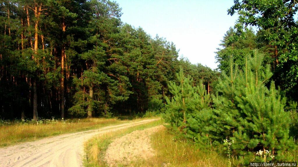 Красный лес участок. Лес Брянской области. Смешанные леса Брянской области. Участок у леса. Природа Брянской области.