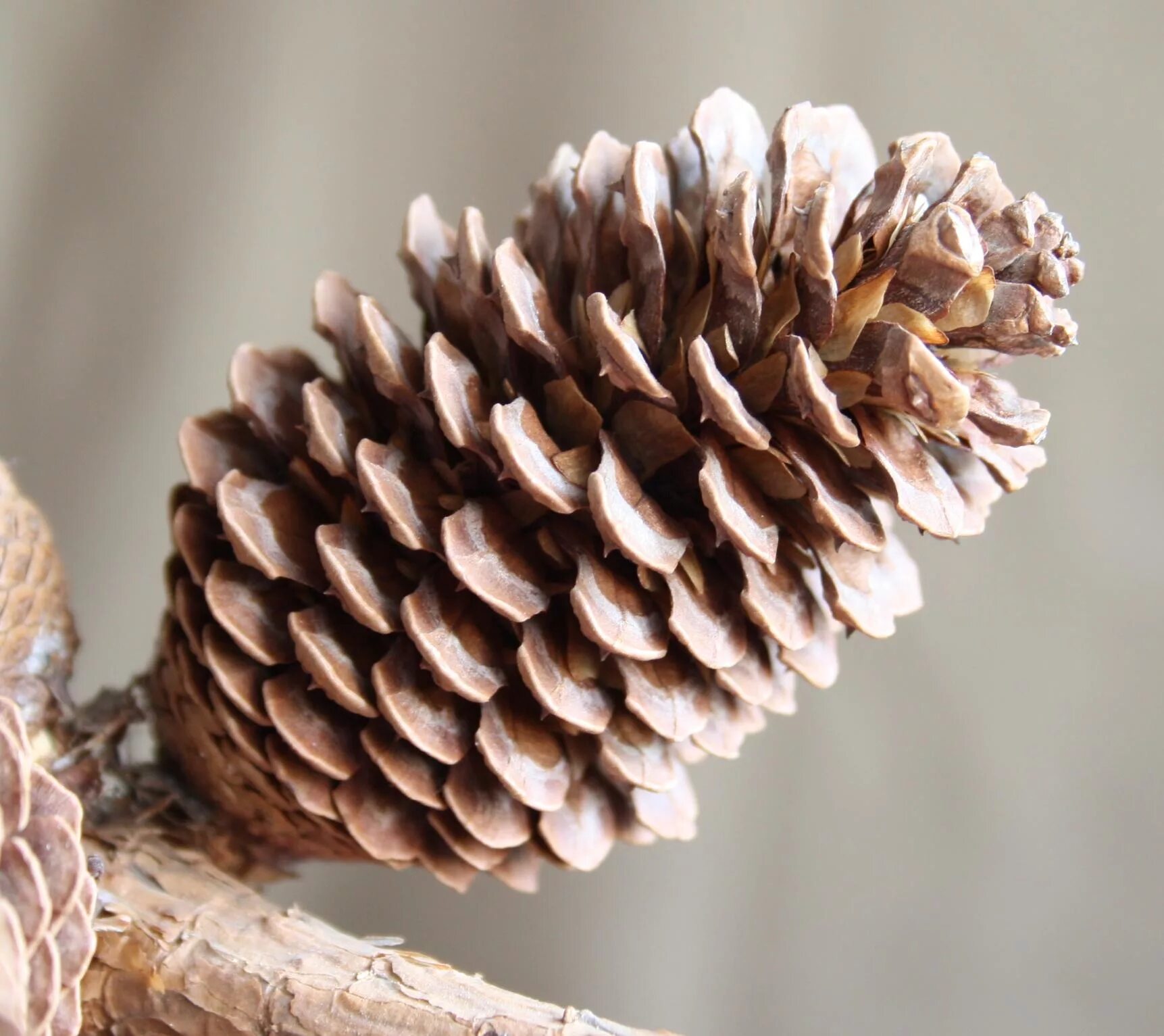 Как называется болезнь шишки. Сосна пиния шишки. сосна монтесумы (pinus montezumae. сосна монтесумы шишки. шишка итальянской сосны пинии.