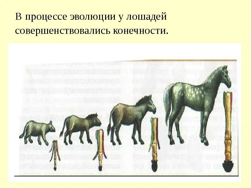 Объясните какие изменения претерпел скелет современной лошади. Эволюция лошади ковалевский. палеонтологический ряд лошади ковалевский. палеонтологические доказательства эволюции лошадь. филогенетический ряд лошади.