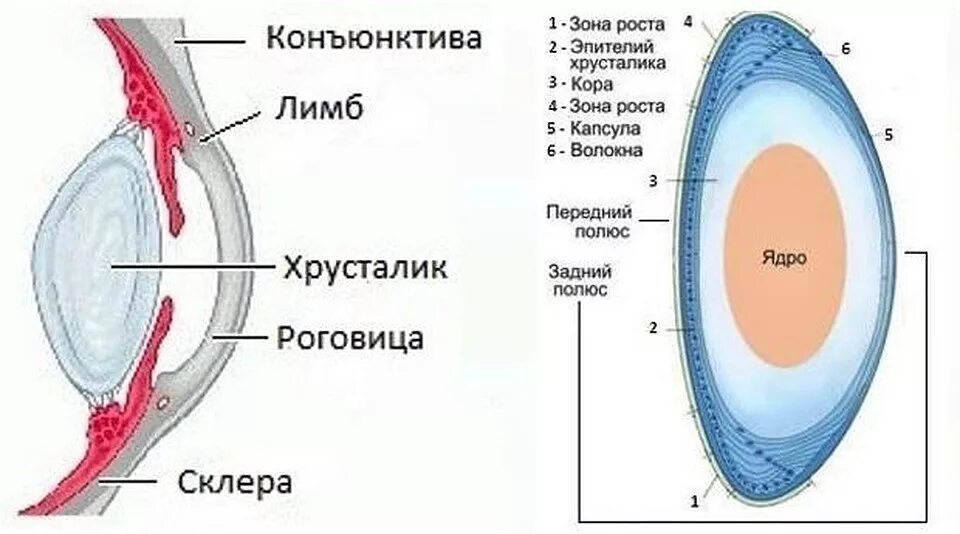 хрусталик строение анатомия. передняя поверхность хрусталика. капсула хрусталика глаза. капсула хрусталика глаза. строение хрусталика гистология.