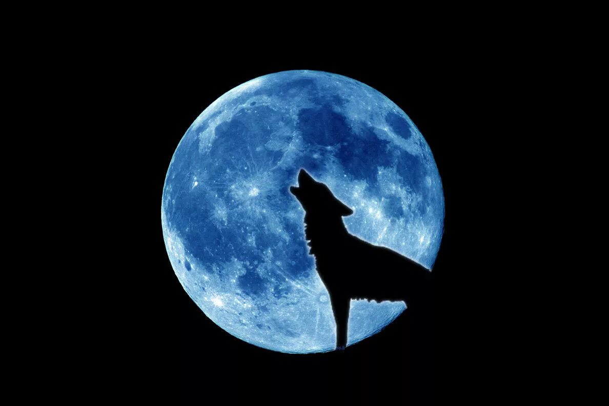 космос арт. ворон на фоне луны. силуэт ведьмы на фоне луны. тату на фоне луны. татуировка волк на фоне луны.