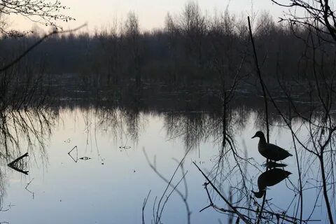Охота подсадных