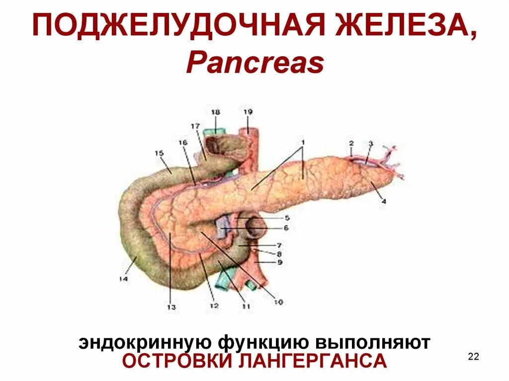 Роль печени и поджелудочной железы. Эндокринная система поджелудочная железа строение. Поджелудочная железа анатомия функции. Микроскопическое строение поджелудочной железы. Дуоденальный сосочек поджелудочной железы.