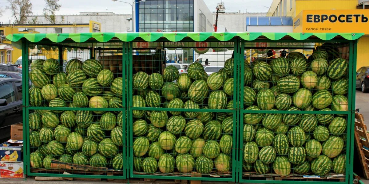 Ларек для арбузов. Прилавок арбузов. Ларек с арбузами. Сетка для арбузного ларька. Откуда везут арбузы