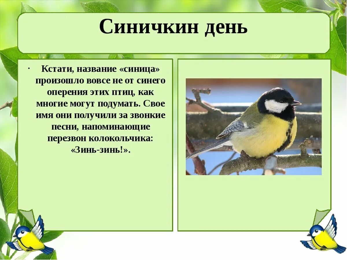 Предложение птичка синичка. Синичкин день. День синицы. День синички 12 ноября. 12 Ноября день птиц синички-.