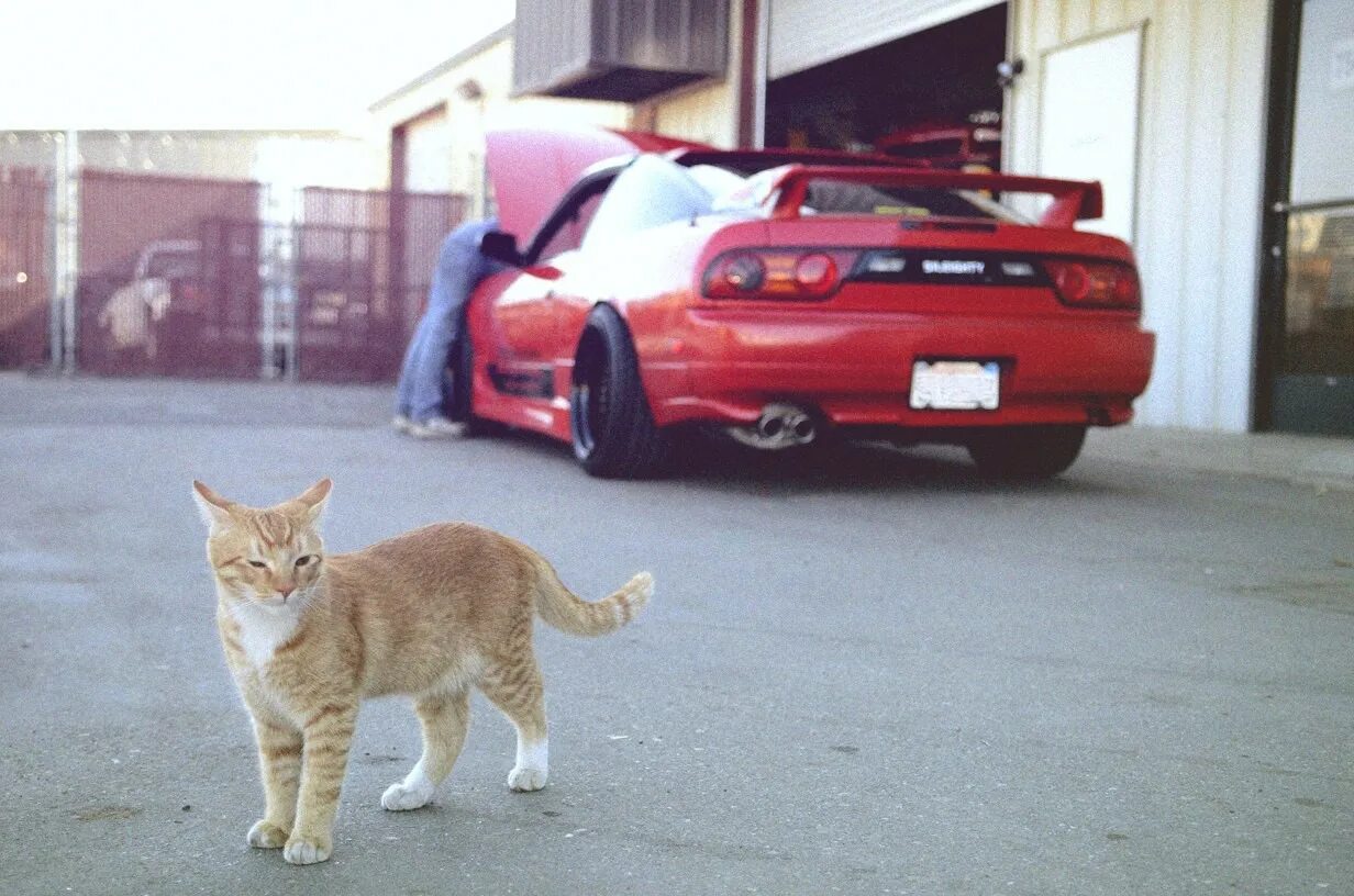 Black cat car