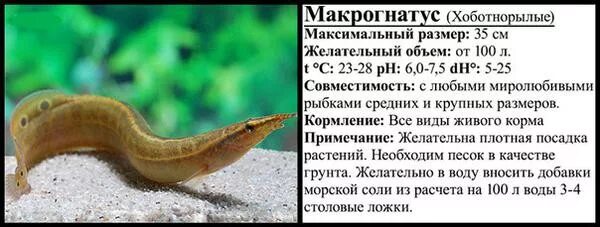 Рыба змея совместимость. Макрогнатус. Макрогнатус глазчатый совместимость. Макрогнатус рыбка аквариумная совместимость. Макрогнатус кофейный.