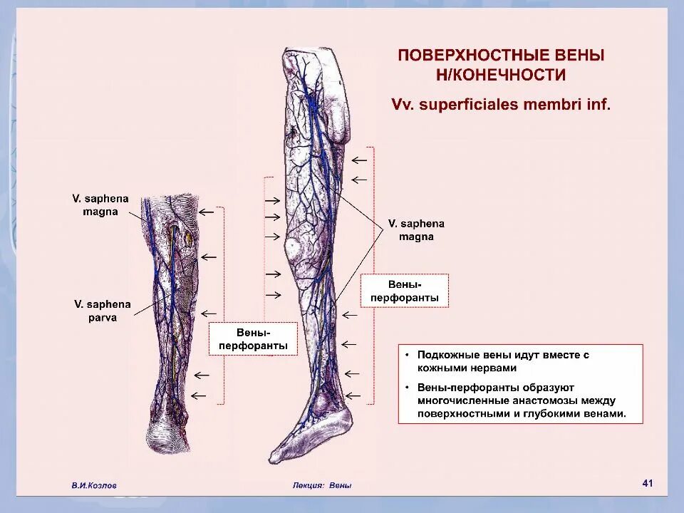 Перфорантные вены нижних конечностей. Несостоятельность перфорантных вен голени. Перфорант вен нижних конечностей. Анатомия вен нижних конечностей перфоранты.