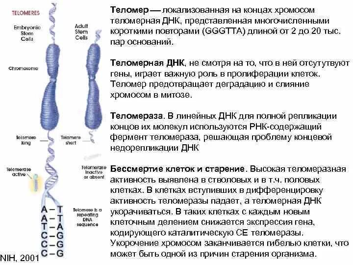 Все хромосомы кроме половых. Функции теломеры хромосомы. Строение хромосомы теломеры. Репликация теломерных участков хромосом. Схема репликации ДНК концевых участков хромосом.