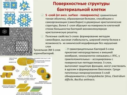 Клеточные структуры выявляют с помощью
