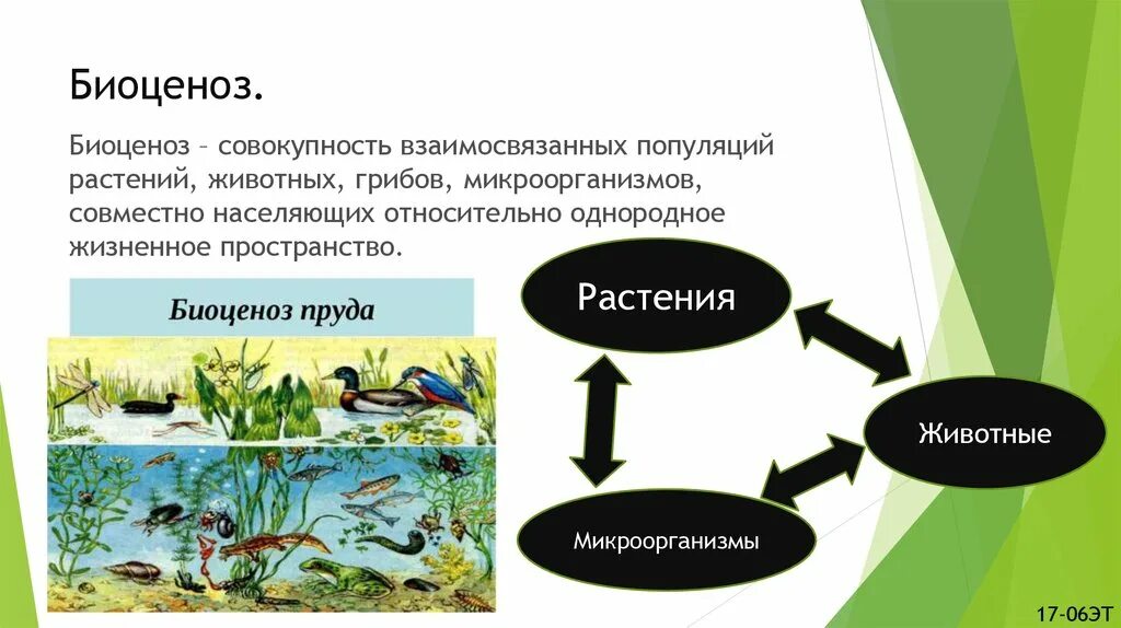 Примером биогеоценоза может служить организм человека. Биоценоз. Биоценоз микроорганизмов. Сообщество биоценоз. Биоценоз это совокупность.