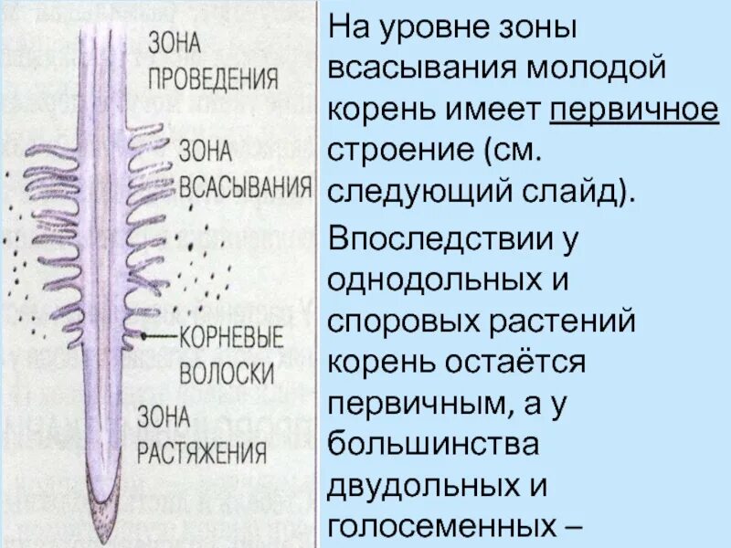 Строение корня в зоне всасывания. Строение и зоны молодого корня. Строение корня растения. Строение молодого корня. Корень имеет рост