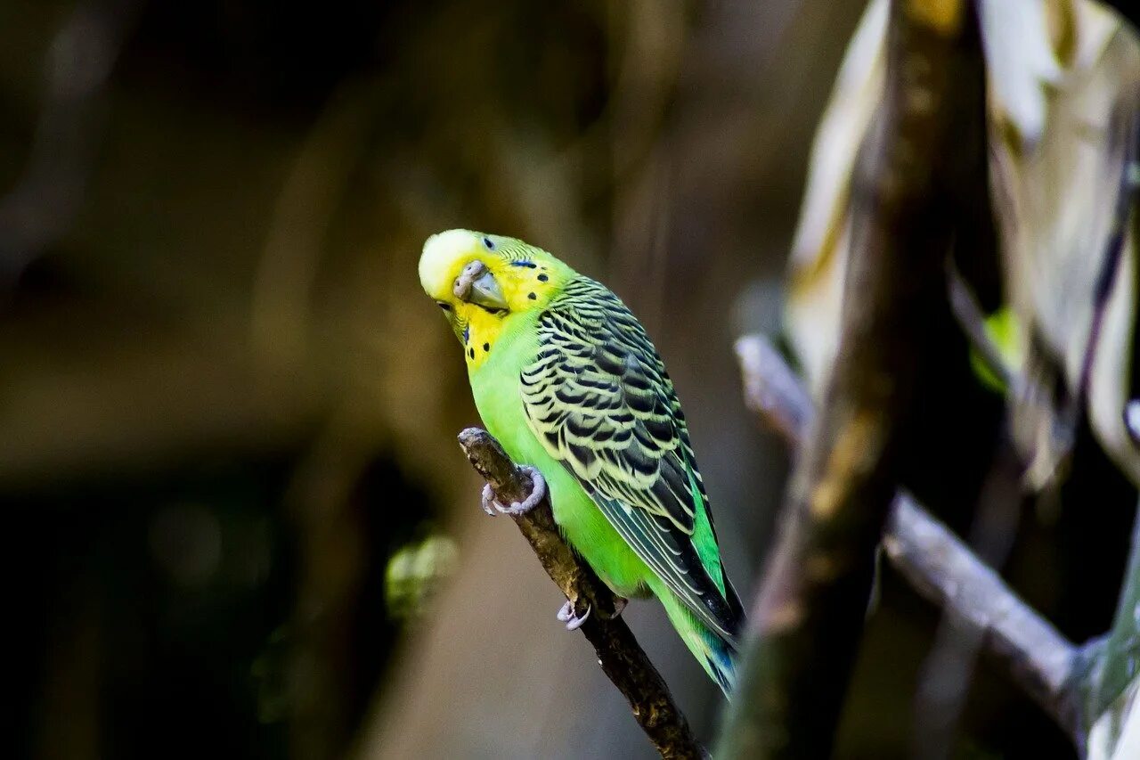 Вьющаяся птица. Волнистый попугай Budgie. Волнистый попугайчик в Австралии. Желтоголовый волнистый попугай. Волнистый попугайчик зеленый.