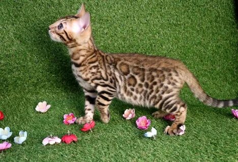 Бенгальская кошка котенок