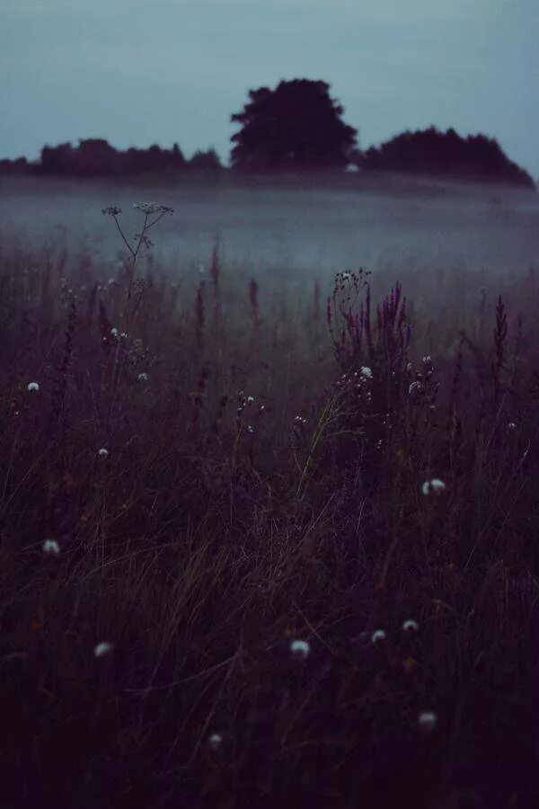 Депрессия природа. Травы Эстетика мрачно. Цветы в тумане. Грустная Эстетика природы. Меланхолия депрессия