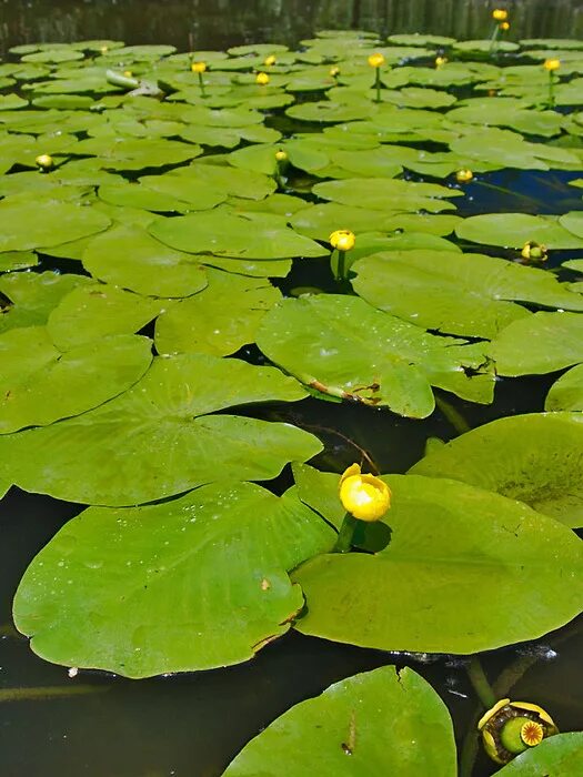 Кувшинка кубышка. Nuphar pumila. Кубышка Озерная. Кувшинка желтая кубышка. Кубышка гигантская