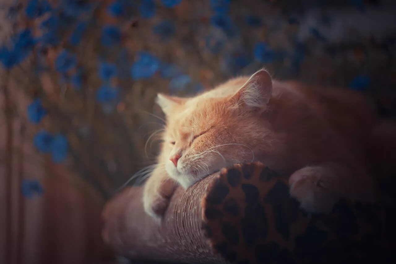 сны кота слушать. коты с наушниками. рыжий кот в наушниках. котик спит ночью. сны кота слушать.