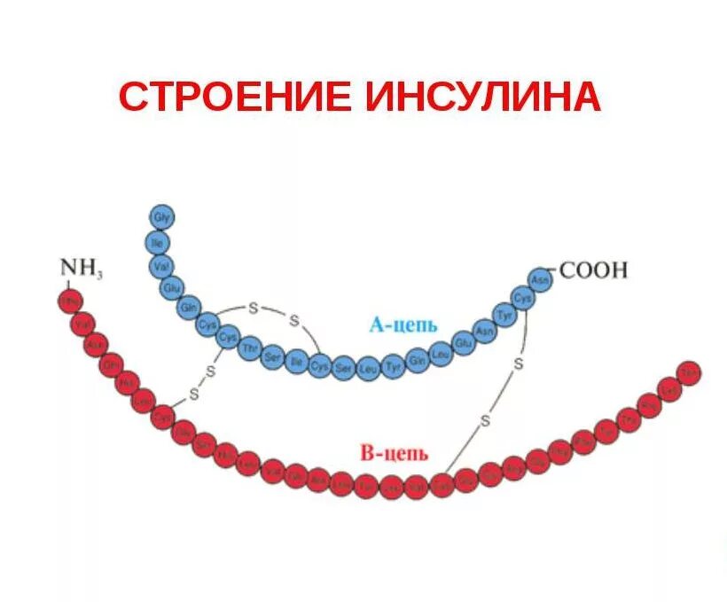 Химическая природа инсулина. Химическое строение гормона инсулина. Инсулин химическое строение. Схема строения инсулина биохимия. Первичная структура инсулина.