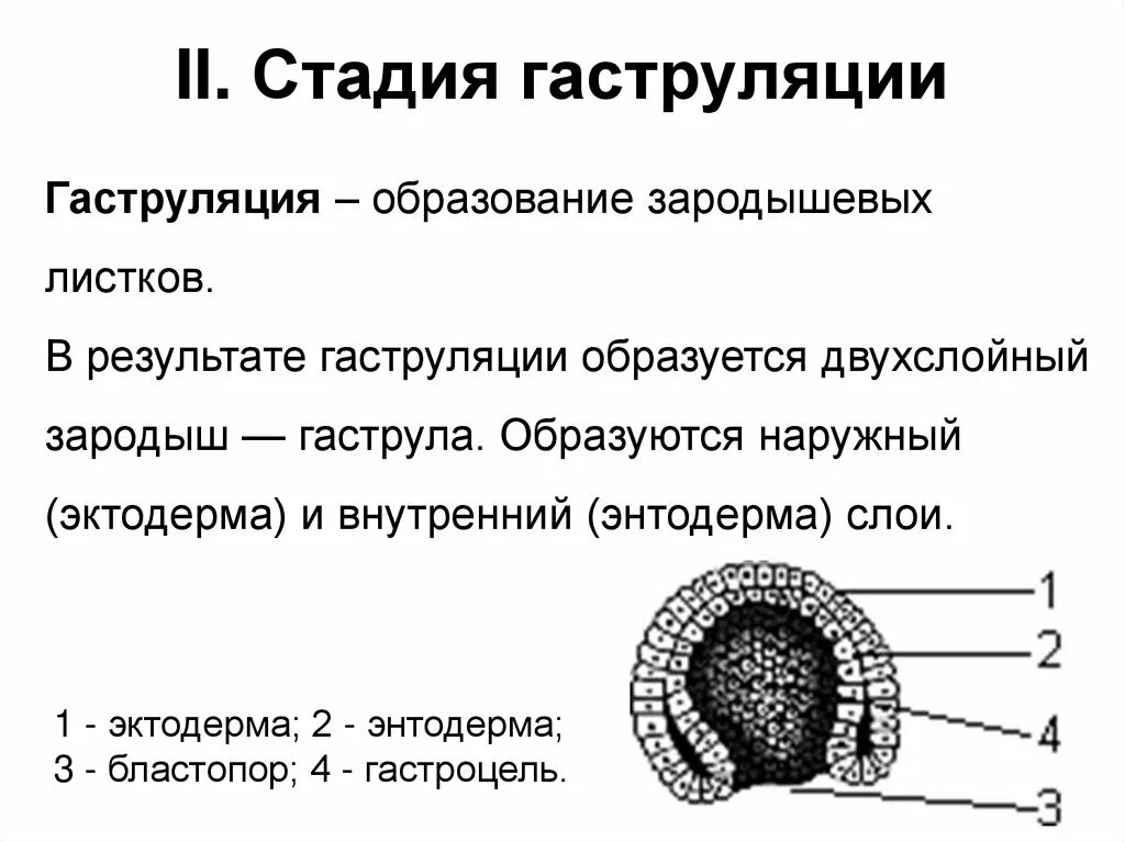 Какой зародышевый листок формируется на стадии. Гаструляция 3 слоя. 1 Этап гаструляции. Гаструляция путем обрастания. Гаструляция лягушки.