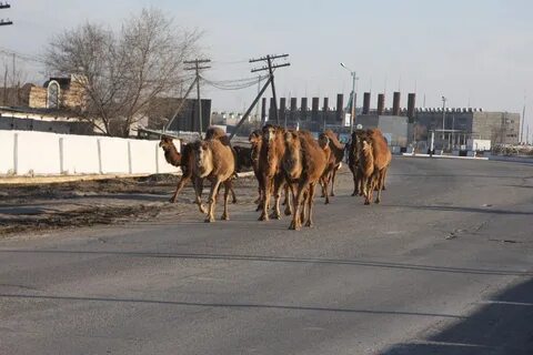 Погода кунград сегодня