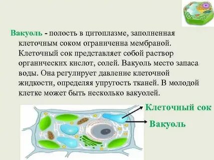 Вакуоли животной клетки