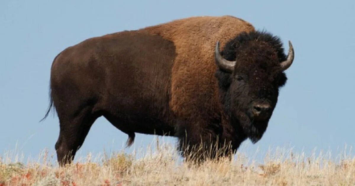 Цвет Бизон. Фото бизона животное фото. National symbols USA Bison. Common animal