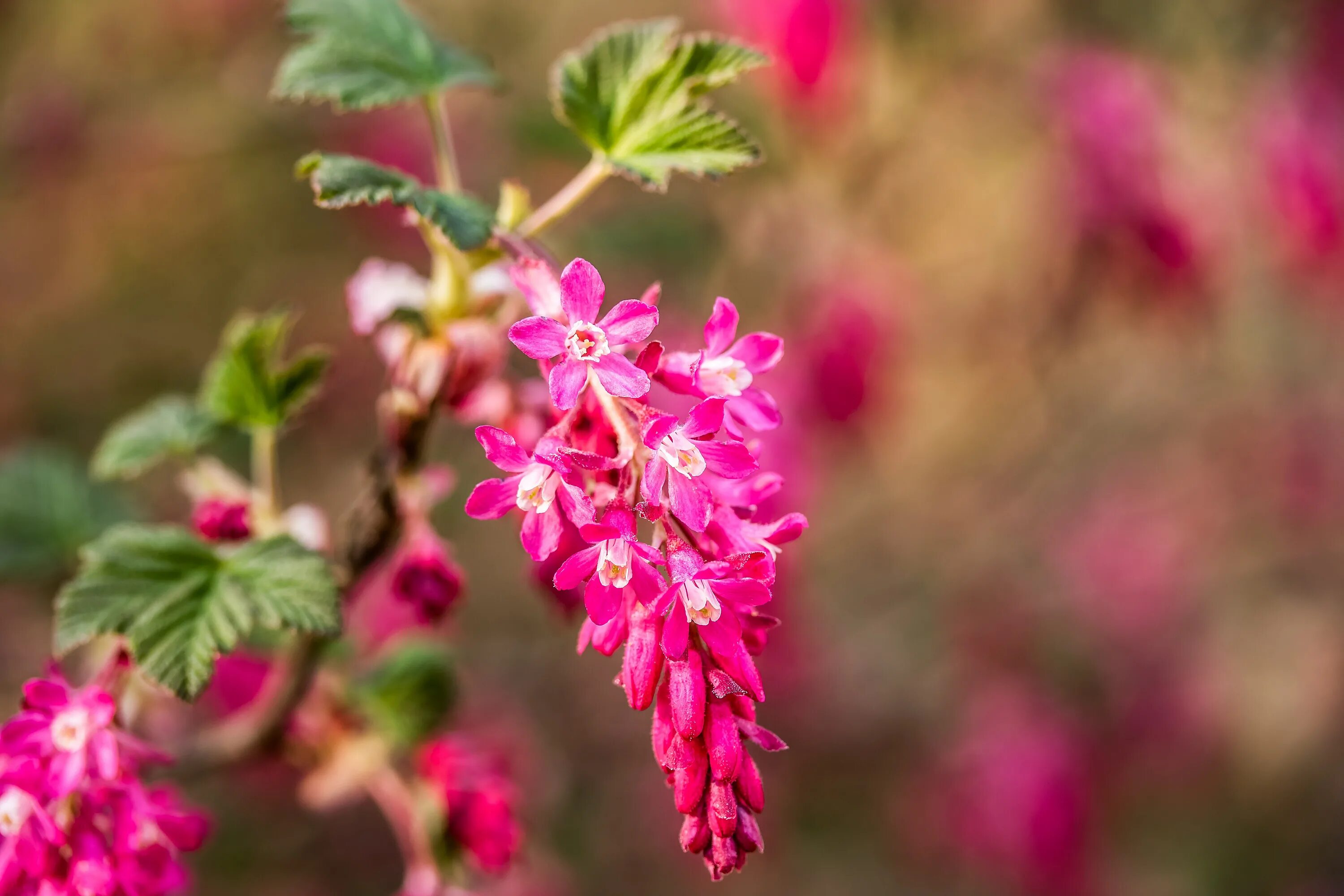 Смородина кроваво красная. Смородина кроваво-красная atrorubens. Ribes sanguineum цветок. Ribes (смородина) Цветущая. Смородина Кровавая (ribes sanguineum).