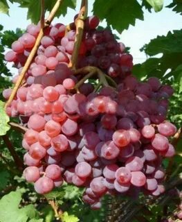 Виноград сорт русбол отзывы