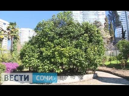 Мармеладное дерево в сочи