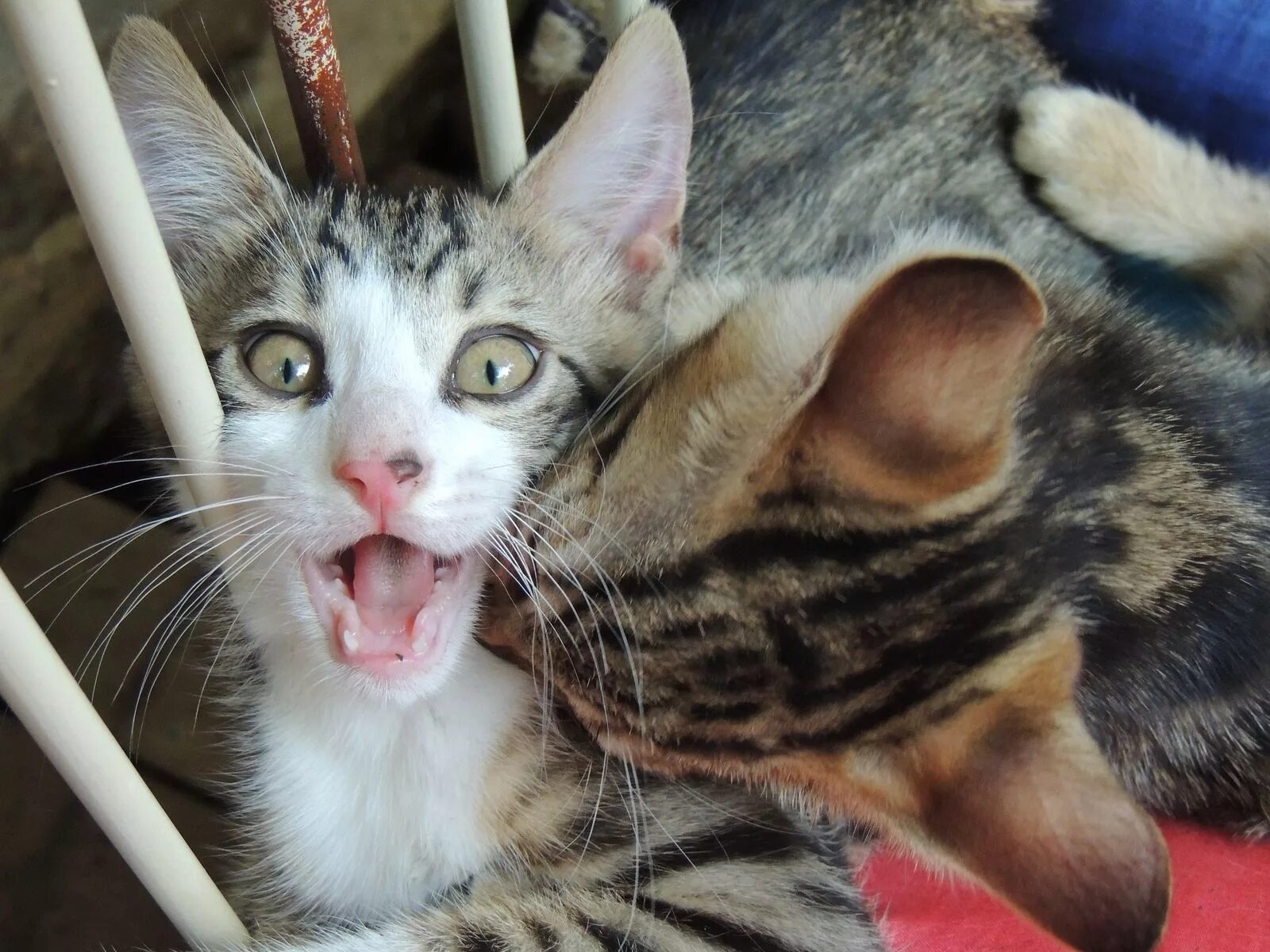 Кот неожиданно. Коты кусаются. кусачая кошка. кот кусает кота. кот кусает за ухо.