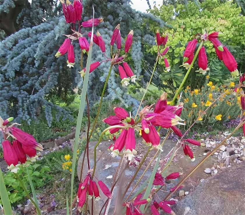 Dichelostemma ida-maia 5 db Virághagyma webáruház