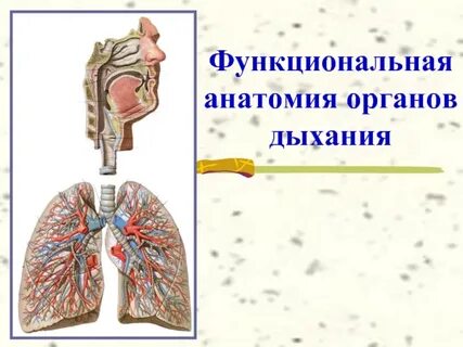 Дыхание анатомия