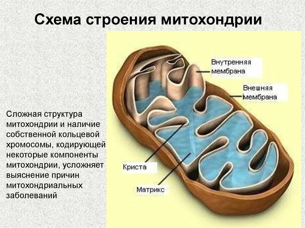 Митохондрии огэ. Строение матрикса митохондрий. схема строения митохондрии. строение митохондрии. митохондрия схема.
