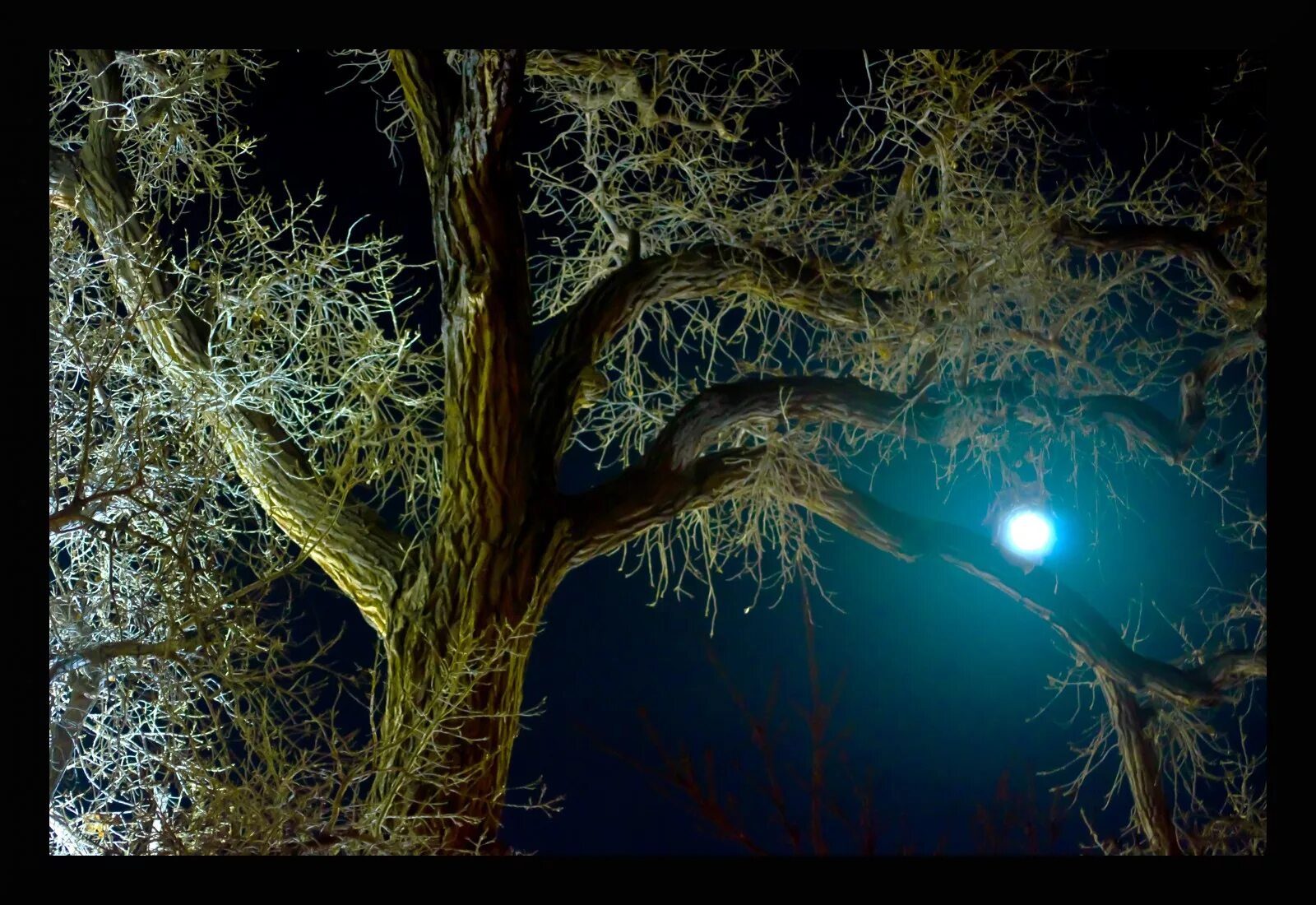 Луна сквозь деревья. Ночное дерево. Ветви деревьев ночью. Красивые старые деревья ночью. Красивое дерева ночью.