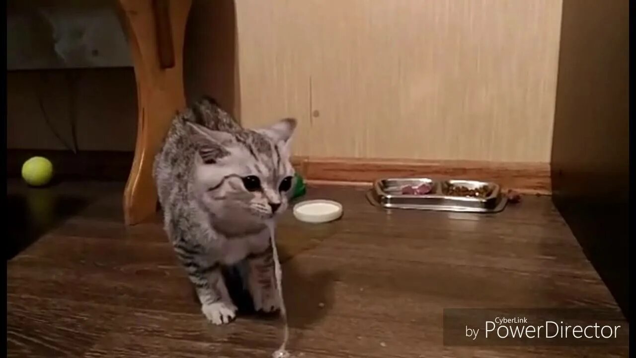 Кошка конвульсии. Кошка конвульсии