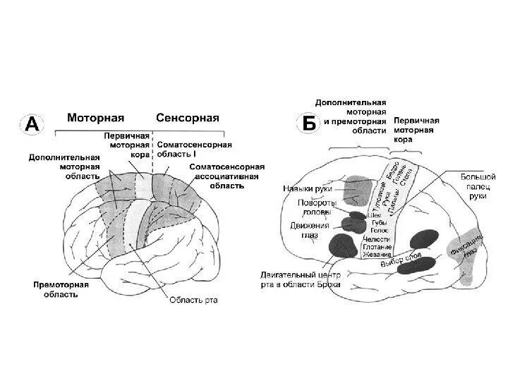 Сенсорные и моторные зоны коры больших полушарий. Сенсомоторные зоны коры головного мозга. Первичные сенсорные зоны коры больших полушарий. Моторной и сенсорной областей коры человека.