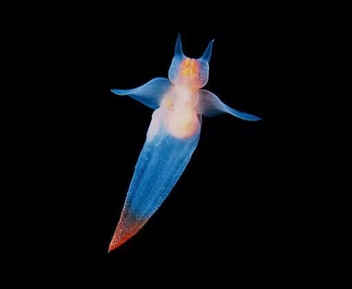 Северный клион морской ангел. Морской ангел из моллюсков сканворд. Морской ангел из моллюсков сканворд. Северный клион морской ангел. Морской ангел крылоногий.