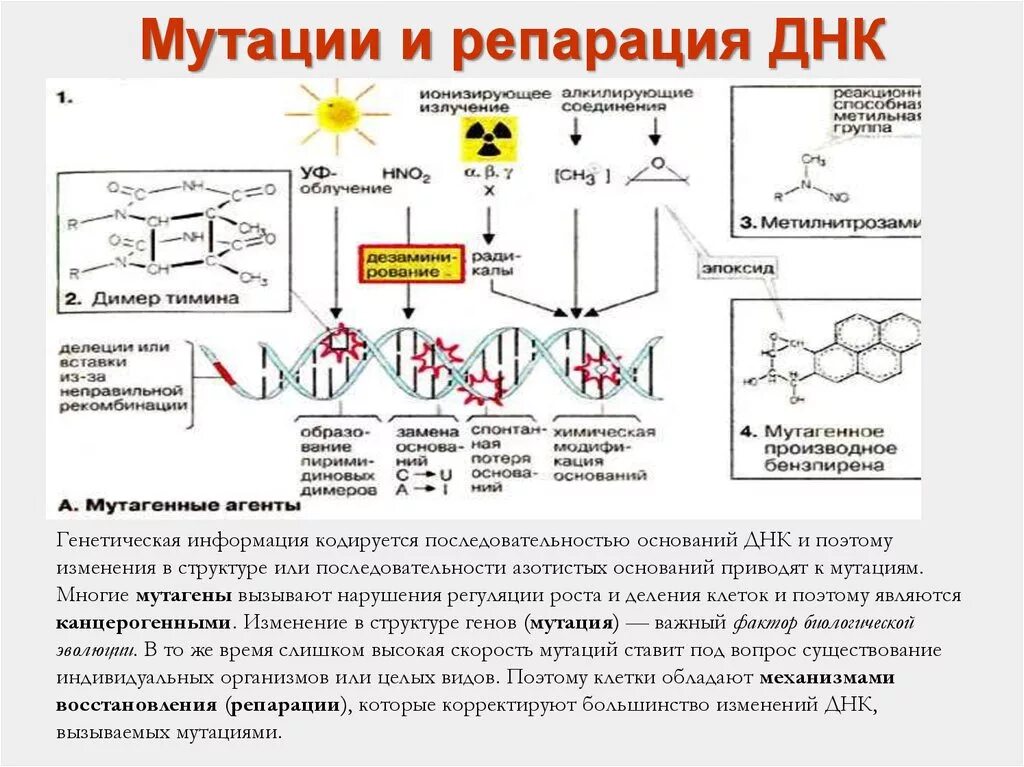 Пример репарации. Нарушения систем репарации днк. молекулярные механизмы репарации днк. мутации и репарация днк. репарация структуры днк.