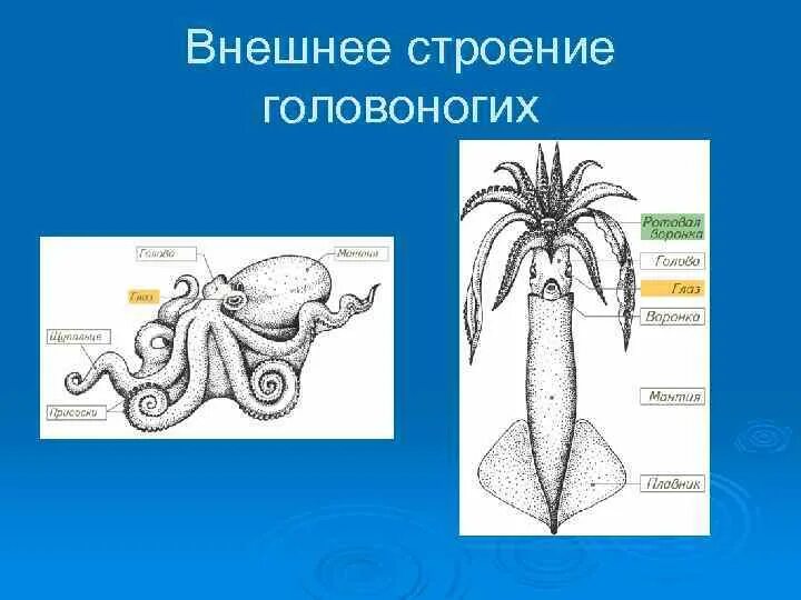 Отдел головоногие. Головоногие моллюски внешнее строение. Тип головоногие внутреннее строение. Внешнее строение головоногих моллюсков. Внешнее и внутреннее строение головоногих моллюсков.