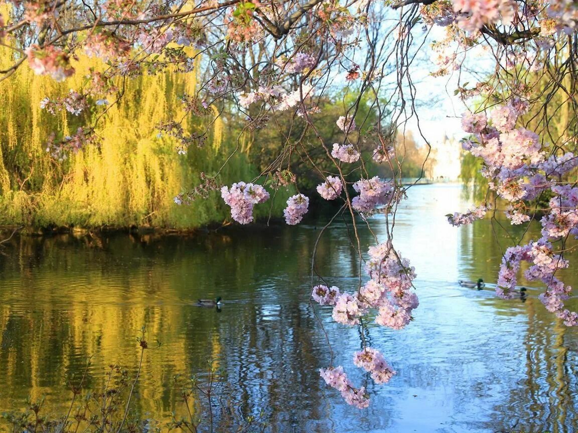 Сакура вода. Сакура у воды. Сакура отражение в воде. Весенние пейзажи в лиловых оттенках. Цветущее дерево у воды.