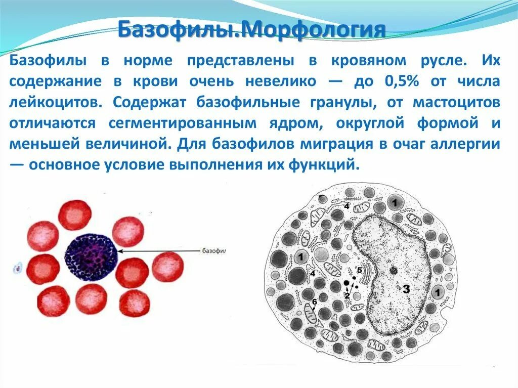 Клетки содержащие гранулы